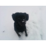 Собака - 01.jpg Собака - 01.jpg